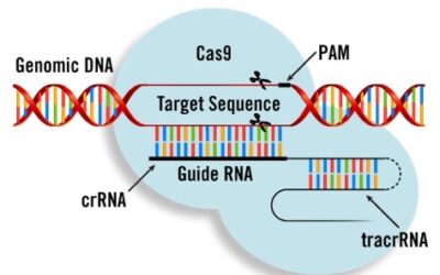 CRISPR Modified CAR T-Cells Bolster Immuno Oncology Arsena